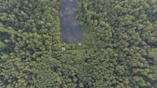 Flygfoto. Flygande över skogen. — Stockvideo