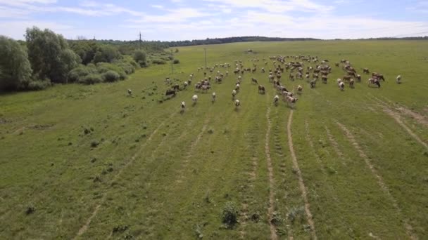 Vista aérea: Vacas caminhando ao longo da estrada — Vídeo de Stock