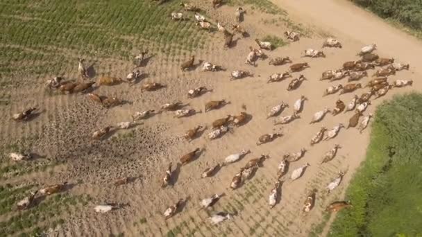 Aerial view:Cows walking along the road — Stock Video