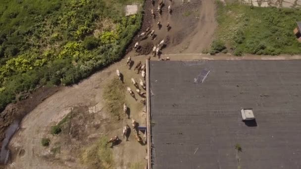 Vue Aérienne : Vaches marchant le long de la route 