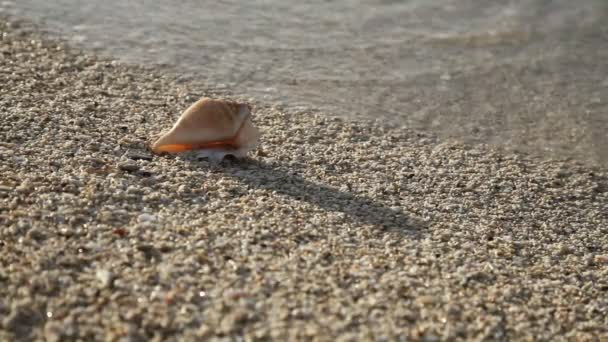 Seashell en la playa de arena — Vídeo de stock