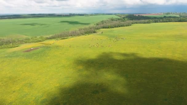 Volare sopra il campo verde con mucche al pascolo . — Video Stock