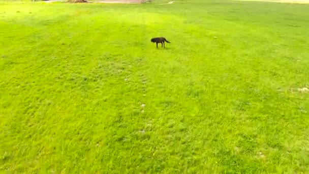 Vista aérea: Caballo pastando en el campo — Vídeos de Stock