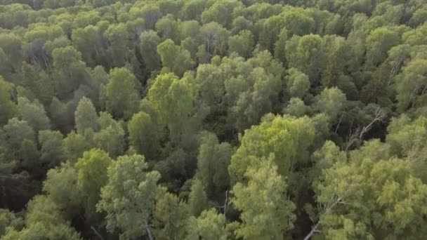Luftaufnahme. Überfliegen des Waldes. — Stockvideo