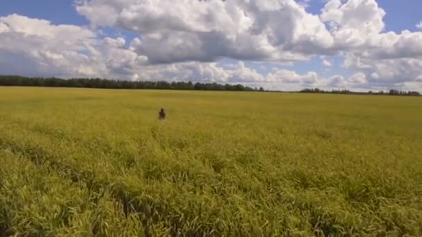 Mladá dívka v pšeničné pole. Letecká videa. — Stock video