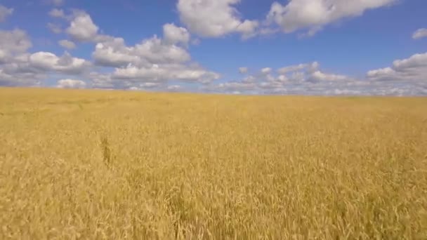Aerial view of golden wheat field.Aerial video. — Stock Video