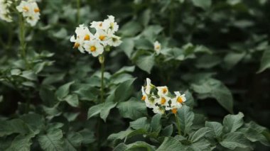 Yeşil patates alan, portre.