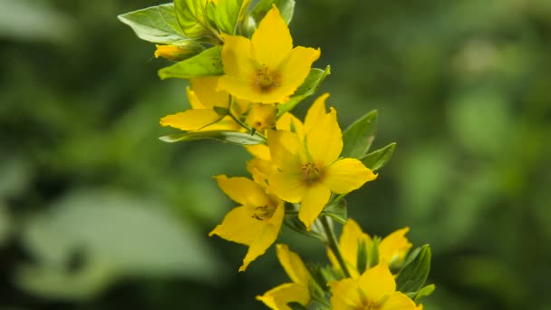 Belas flores silvestres amarelas . — Vídeo de Stock