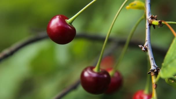 Fruta de cereza en la rama. — Vídeos de Stock