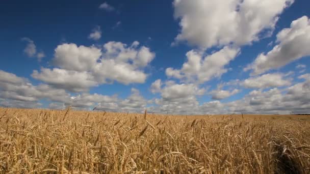 Chiusura delle spighe di frumento in campo . — Video Stock