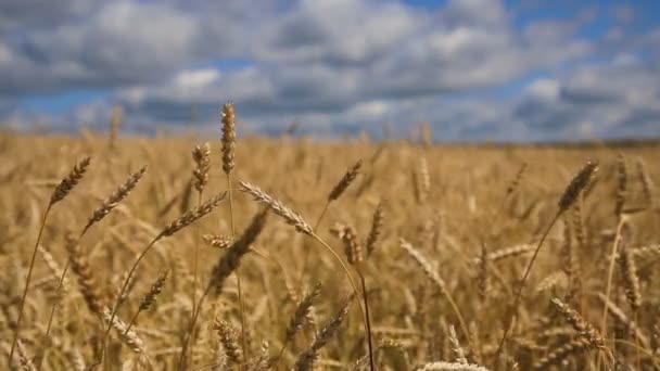 Detailní záběr z uší pšenice v poli. — Stock video