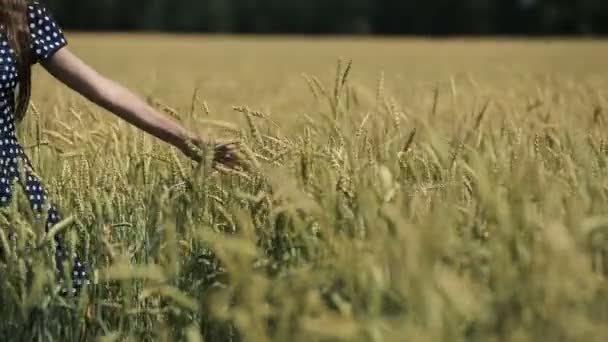 Mão de menina no campo de trigo . — Vídeo de Stock