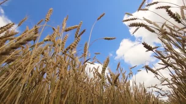 Zbliżenie pszenicy uszy w dziedzinie. — Wideo stockowe