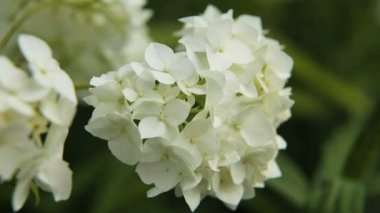 güzel beyaz kır çiçeği.