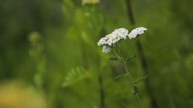 güzel beyaz kır çiçeği.