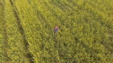 Buğday alan genç kız. Hava video.