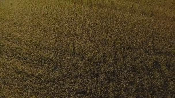 Vista aérea do campo de trigo dourado.Vídeo aéreo . — Vídeo de Stock