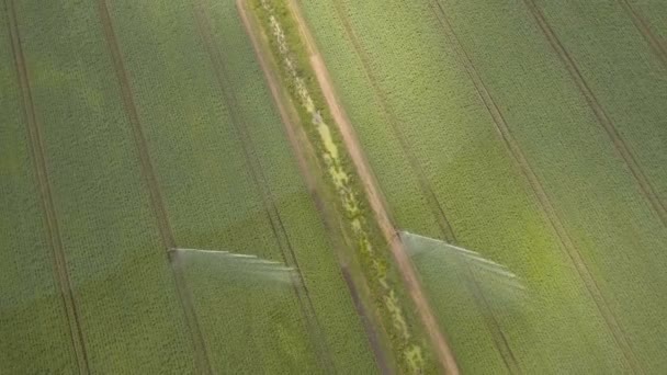 鸟瞰图︰ 灌溉机在马铃薯田 — 图库视频影像