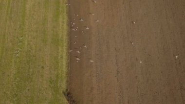 Traktör tarlayı sürüyor. Video kaydı..