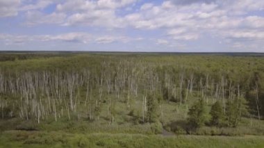 Havadan görünümü. Ormanın üzerinde uçan.
