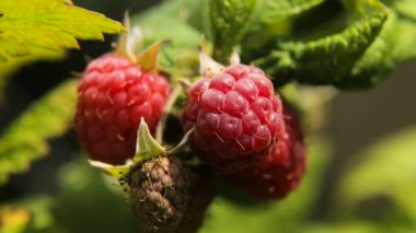 Olgun ahududu yakın çekim.