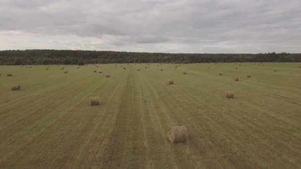 Závitky z stohy sena na poli. Letecké video. — Stock video