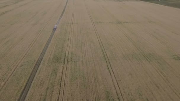 Geländewagen auf Weizenfeld — Stockvideo