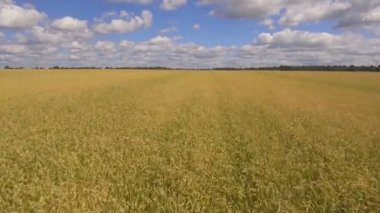 Altın buğday alan hava görünümünü. Hava video.