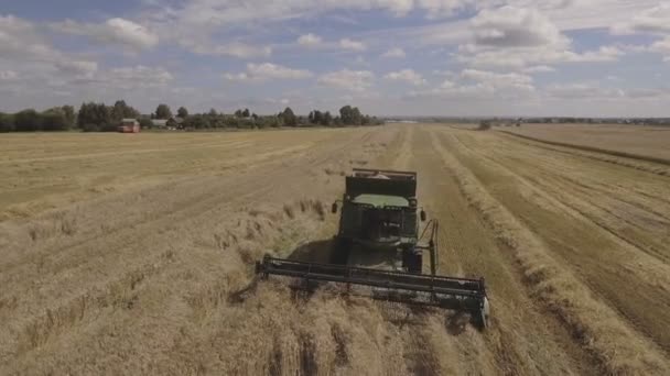 Vista aérea combinar a colheita de um campo de trigo . — Vídeo de Stock