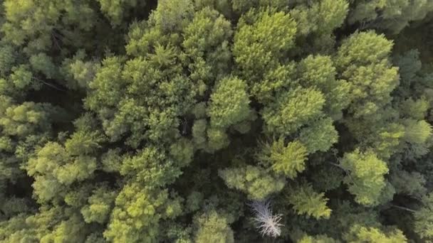 Εναέρια άποψη. Πετώντας πάνω από το δάσος. — Αρχείο Βίντεο