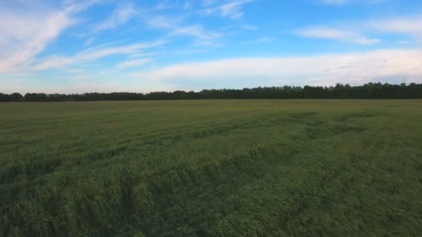 Vista aérea: Volando sobre el campo verde . — Vídeo de stock