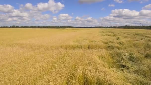 Vista aérea do campo de trigo dourado.Vídeo aéreo . — Vídeo de Stock