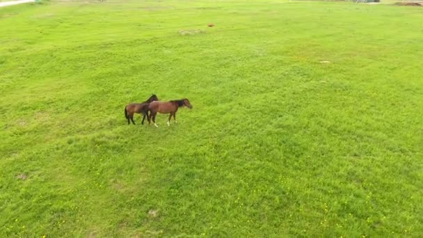 Vue aérienne : Chevaux broutant sur le terrain 