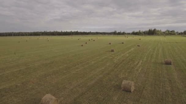 Rollen van hooibergen op het veld. Luchtfoto video. — Stockvideo