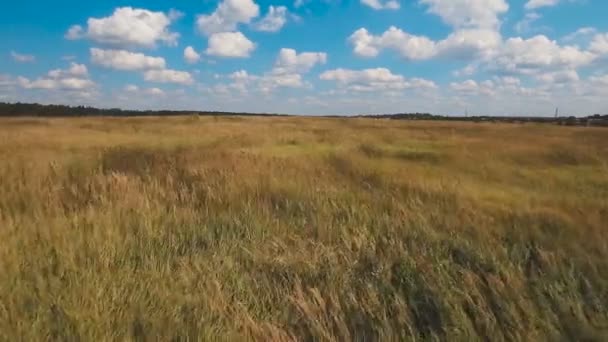 Campo verde aéreo y cielo azul con nubes . — Vídeo de stock