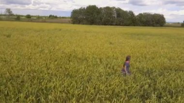Buğday alan genç kız. Hava video.