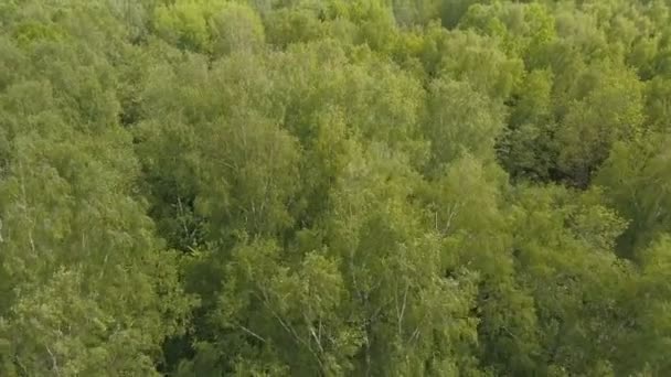 Vue aérienne. Survoler la forêt . — Video