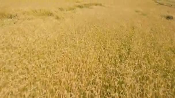 Vue aérienne du champ de blé doré. . — Video