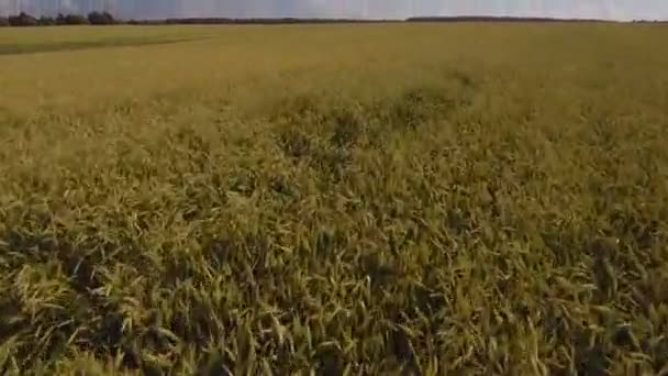 Vista aerea del campo di grano dorato.Video aereo . — Video Stock