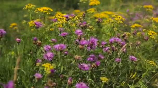 Schöne Wildblumen auf der Wiese. — Stockvideo