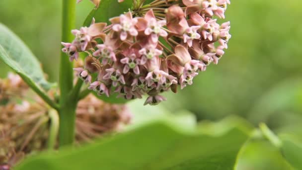 Biene auf der Blume, aus nächster Nähe. — Stockvideo