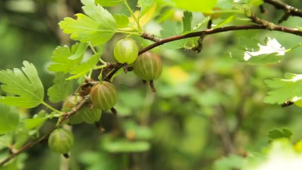 Uva spina frutta sul ramo in giardino . — Video Stock