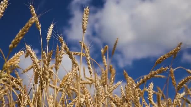 Закрыть колосья пшеницы в поле . — стоковое видео