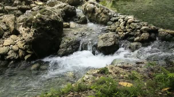 Torrente fluviale nella foresta tropicale . — Video Stock