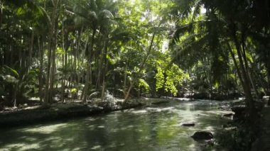 Nehir Cebu Filipinler ormanlarında