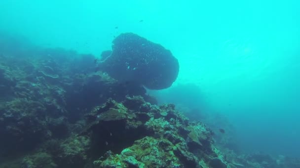 Koralrev og tropiske fisk i Filippinerne – Stock-video