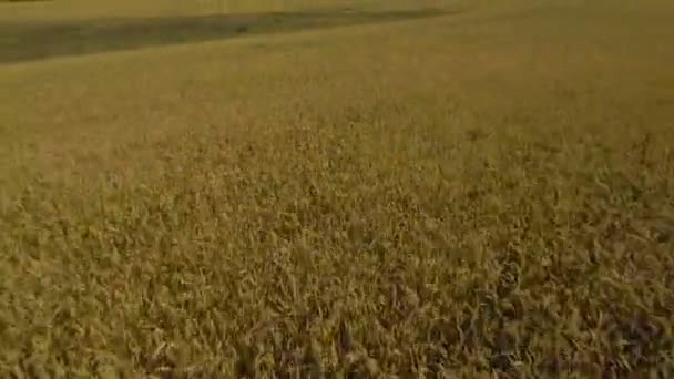 Vista aérea del campo de trigo dorado.Vídeo aéreo . — Vídeos de Stock