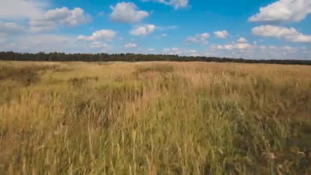 Campo verde aéreo e céu azul com nuvens . — Vídeo de Stock