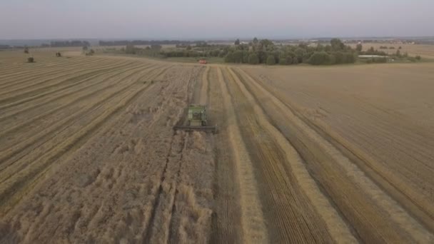 Flygfoto kombinera skörd ett fält av vete. — Stockvideo