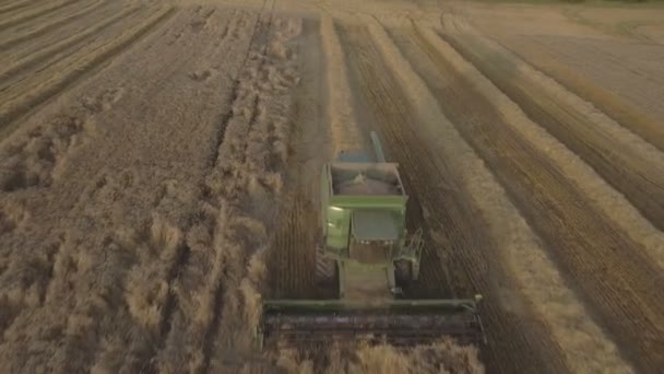 Vista aérea combinar la cosecha de un campo de trigo . — Vídeo de stock